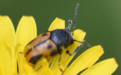 Cryptocephalus rugicollis