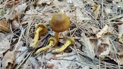 Dermocybe