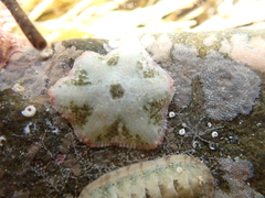 Meridiastra