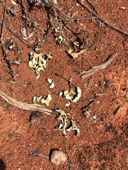 Xanthoparmelia semiviridis