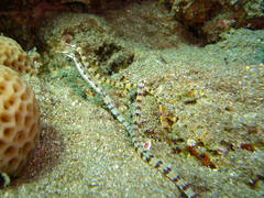 Corythoichthys flavofasciatus