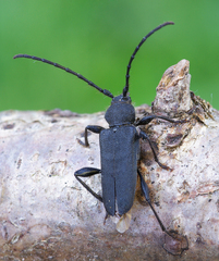 Ropalopus macropus