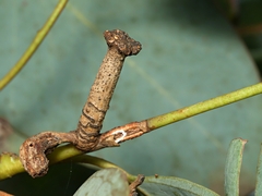 Apiomorpha urnalis