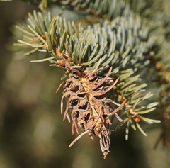 Adelges abietis