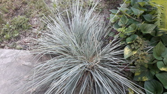 Helictotrichon sempervirens