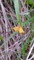 Pseudopanthera macularia