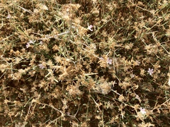 Stephanomeria pauciflora