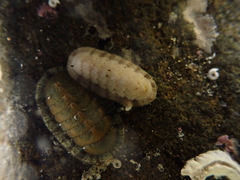 Ischnochiton thomasi