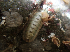 Ischnochiton