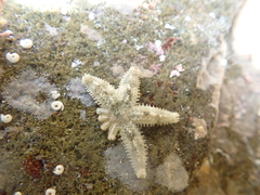 Allostichaster polyplax