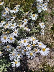 Olearia brevipedunculata