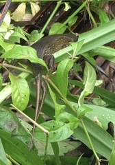 Eutropis multifasciata