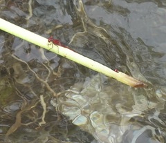 Pseudagrion pilidorsum