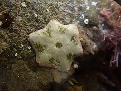 Meridiastra
