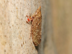 Ledromorpha