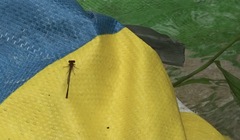 Pseudagrion pilidorsum