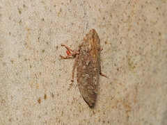 Ledromorpha
