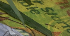 Pseudagrion pilidorsum