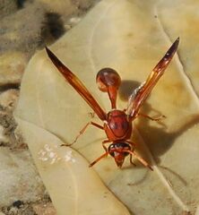 Delta dimidiatipenne