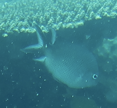 Acanthochromis polyacanthus