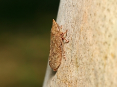 Ledromorpha