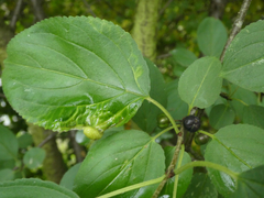 Trichochermes walkeri