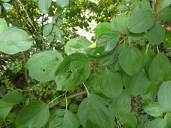 Trichochermes walkeri