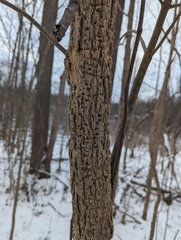 Fraxinus nigra