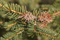 Adelges abietis