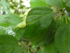 Trichochermes walkeri