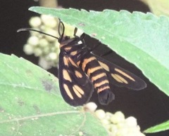 Amata hirayamae