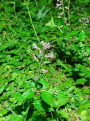 Mosla dianthera