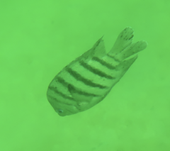 Abudefduf bengalensis