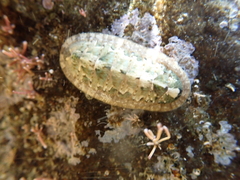 Ischnochiton