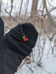 Celastrus orbiculatus