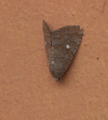 Amyna axis