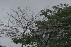 Pericrocotus divaricatus