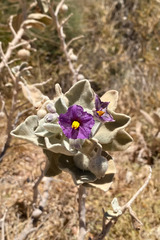 Solanum lasiophyllum