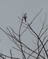 Pericrocotus divaricatus