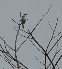 Pericrocotus divaricatus