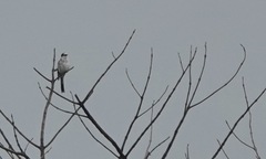 Pericrocotus divaricatus