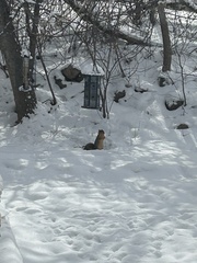 Sciurus niger rufiventer