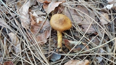 Dermocybe