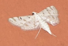 Parapoynx stagnalis