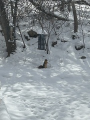 Sciurus niger rufiventer