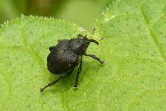 Mononychus punctumalbum