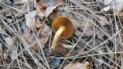 Dermocybe