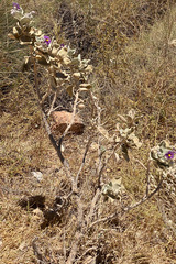 Solanum lasiophyllum