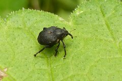 Mononychus punctumalbum