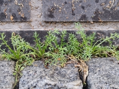 Matricaria discoidea